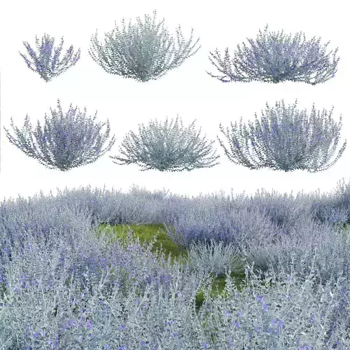 Teucrium fruticans - Bush Germander 3D model