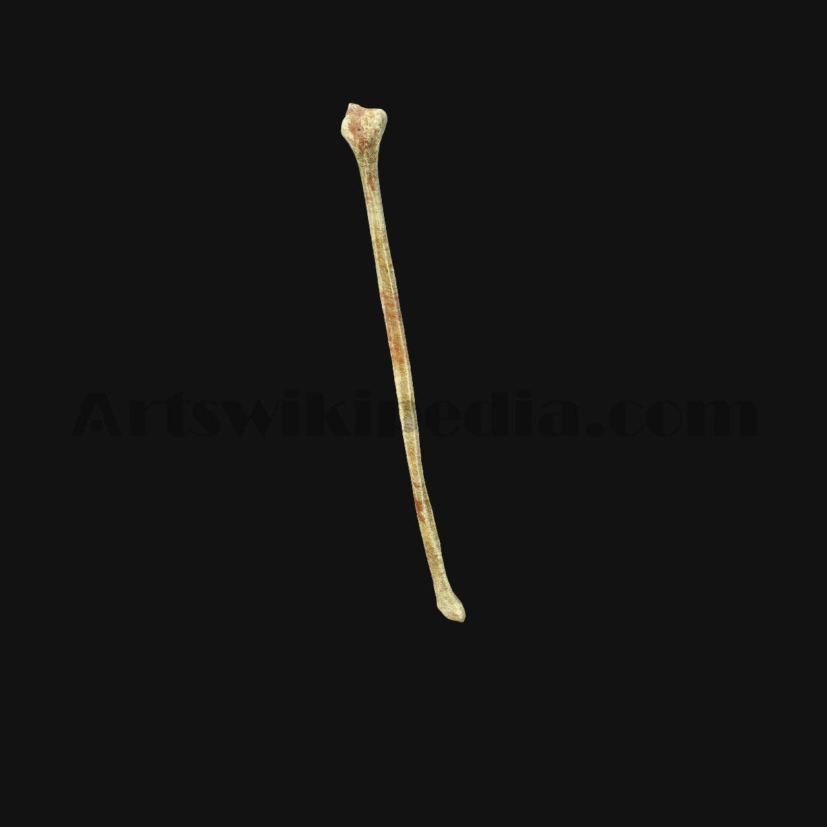 3D Fibula Bone 3D model_4