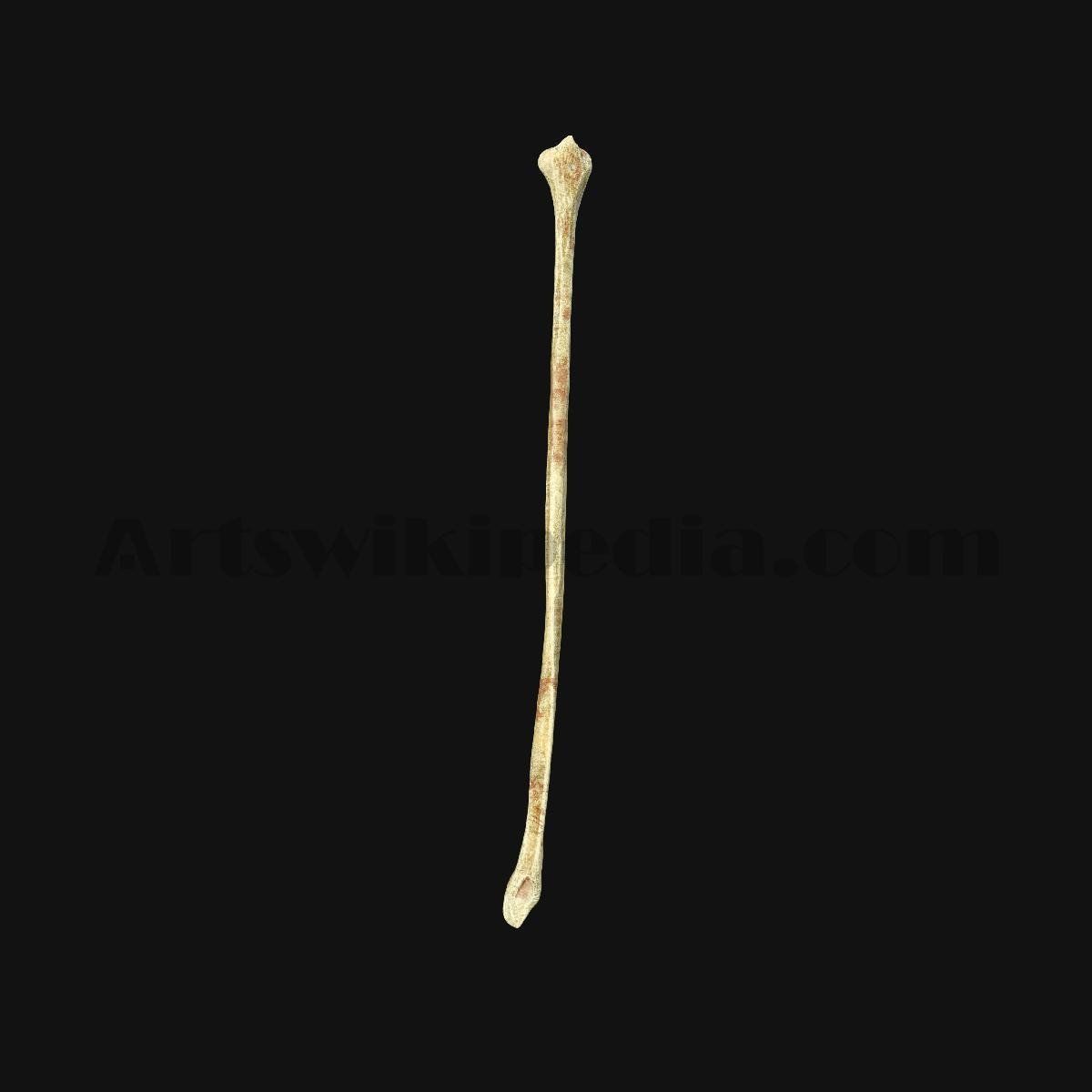 3D Fibula Bone 3D model_2