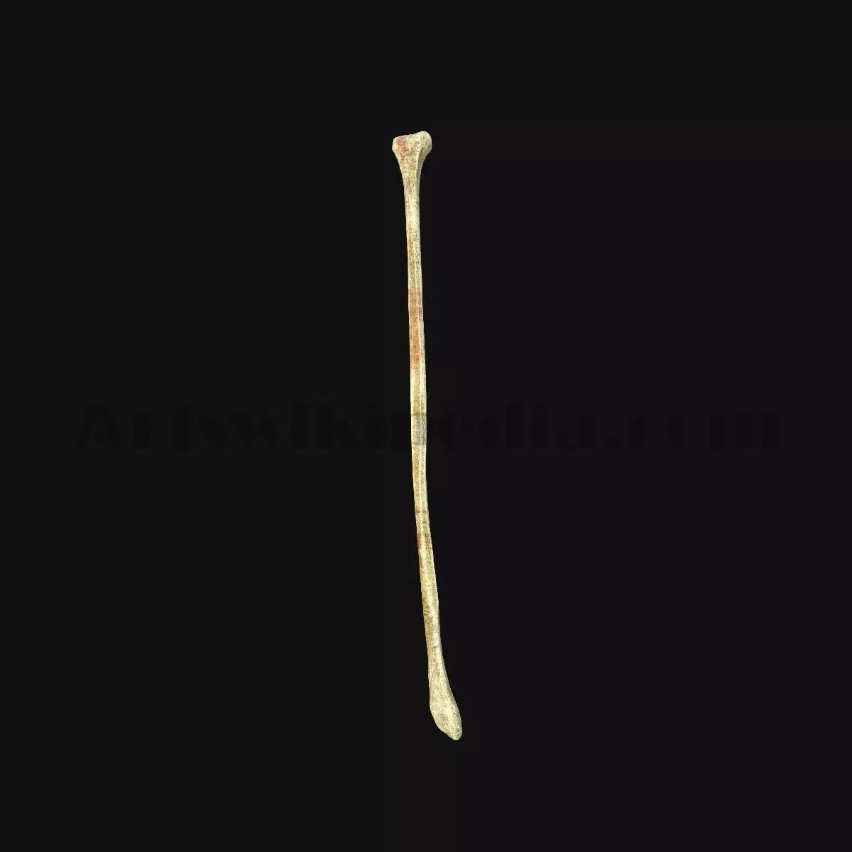3D Fibula Bone 3D model_0