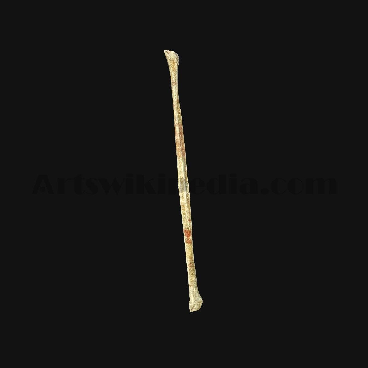 3D Fibula Bone 3D model_1