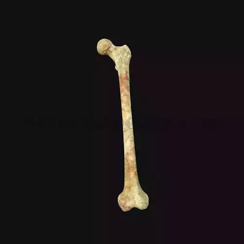 3D Femur Bone Model