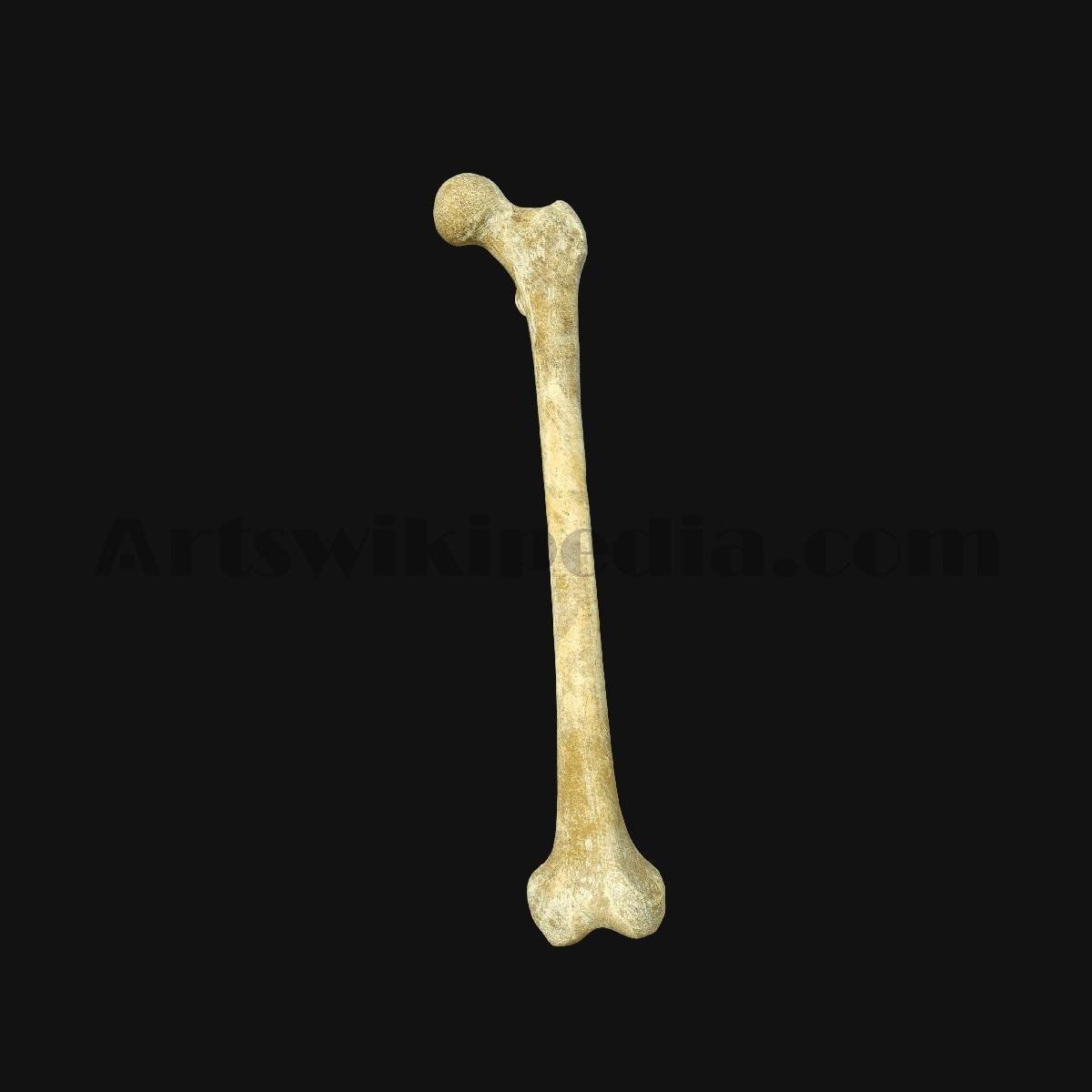 3D Femur Anatomy 3D model_5