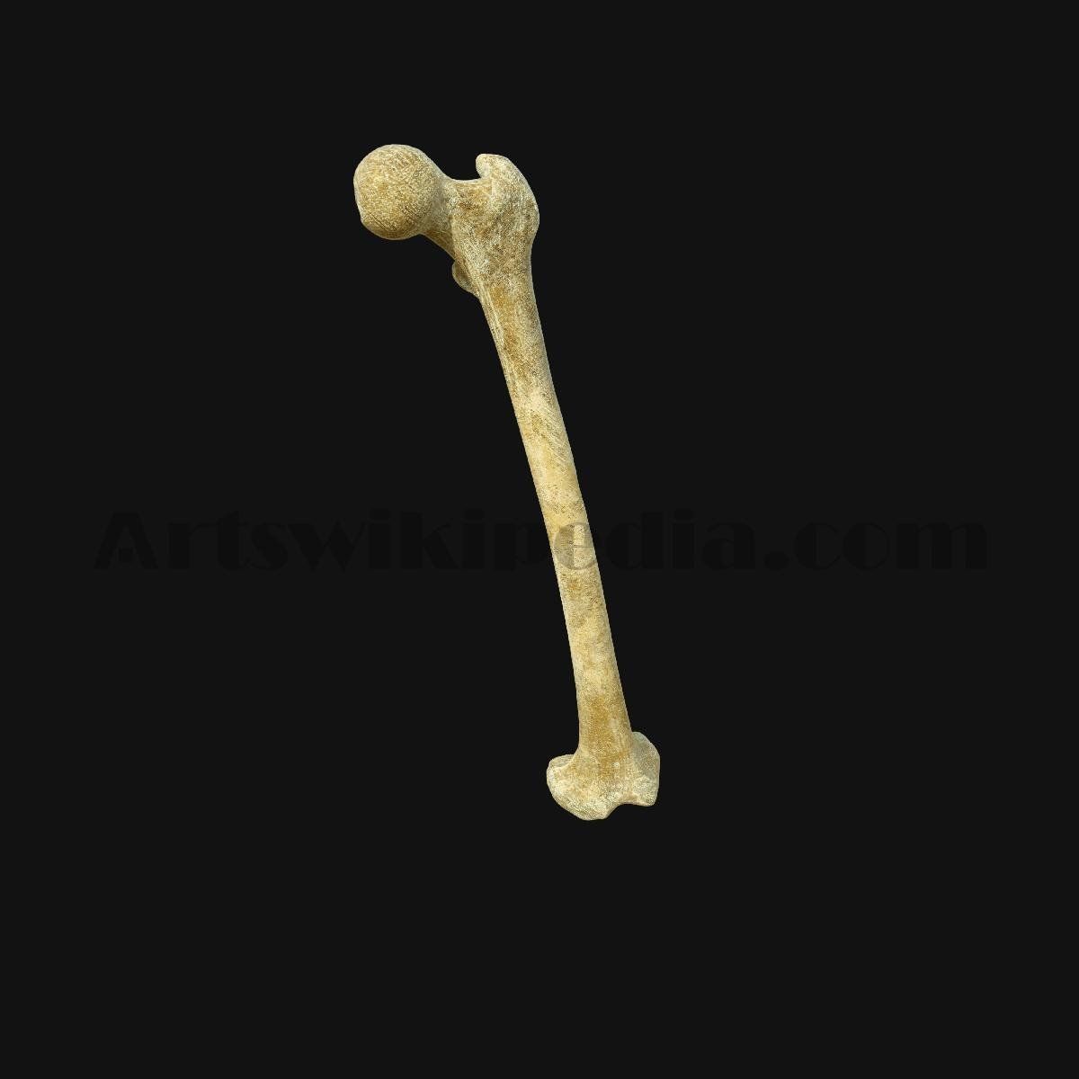 3D Femur Anatomy 3D model_4