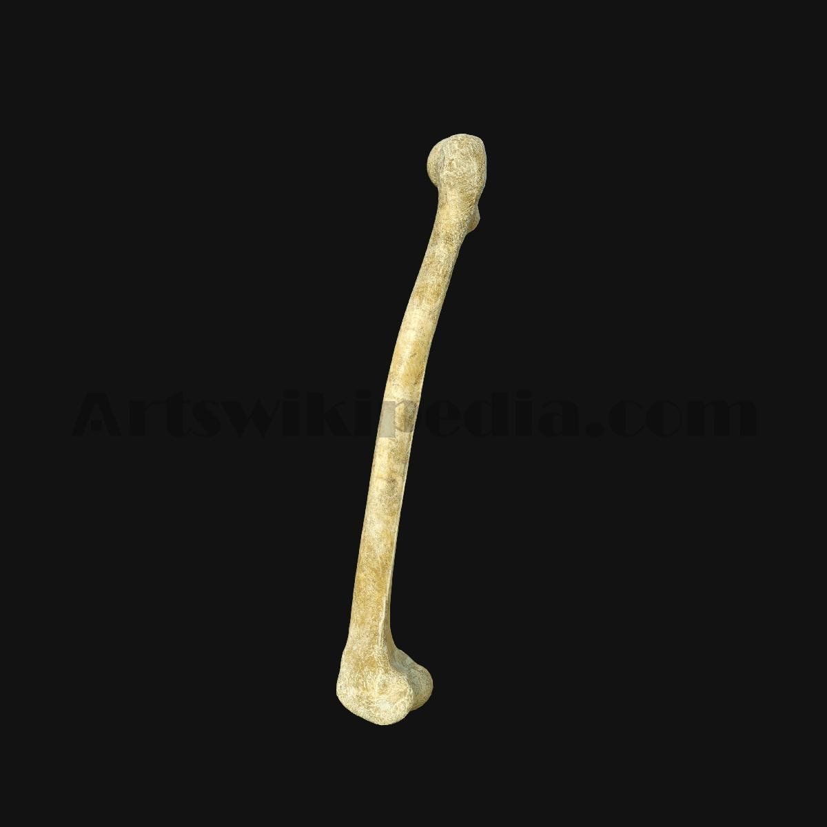 3D Femur Anatomy 3D model_2