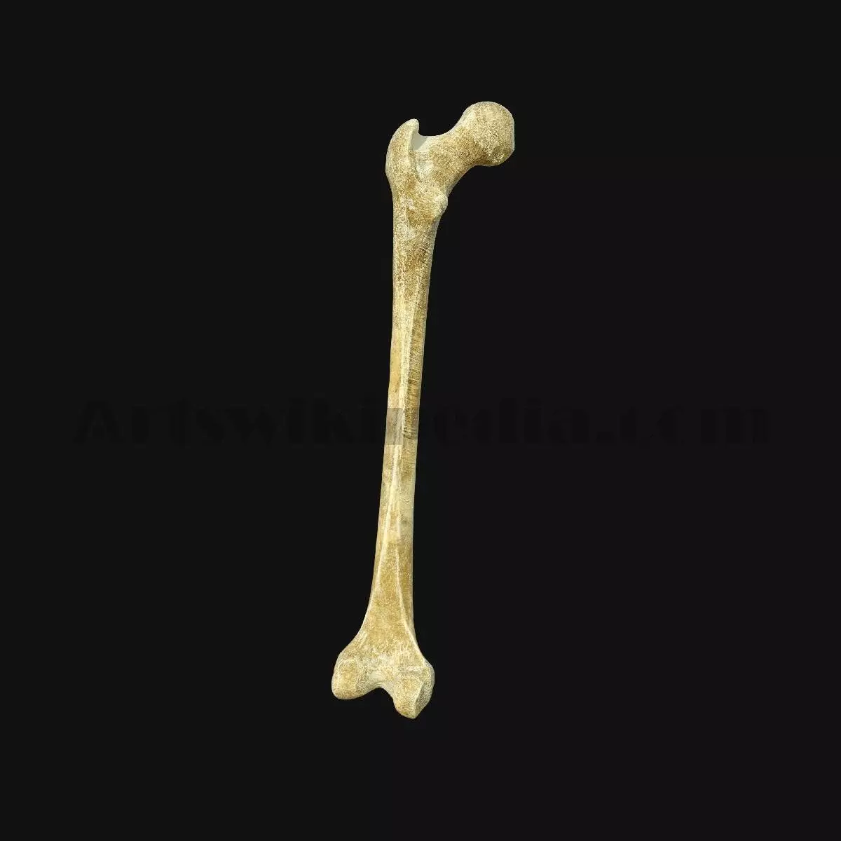 3D Femur Anatomy 3D model_0