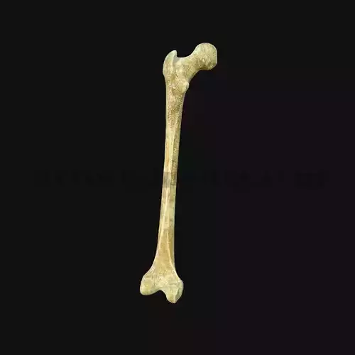 3D Femur Anatomy