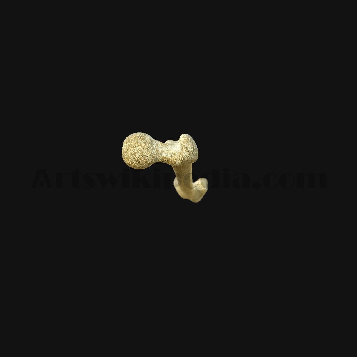 3D Femur Anatomy 3D model_3