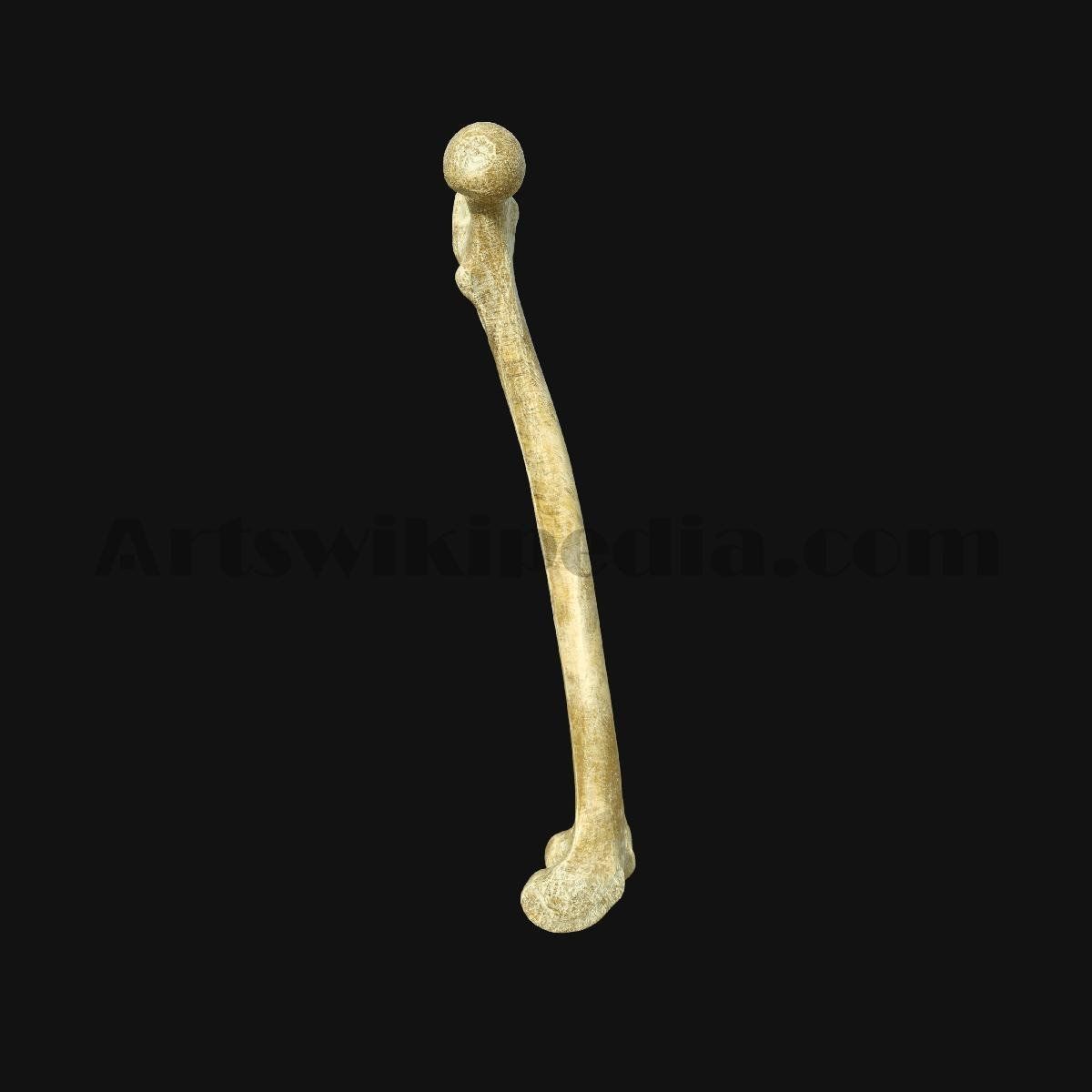 3D Femur Anatomy 3D model_6
