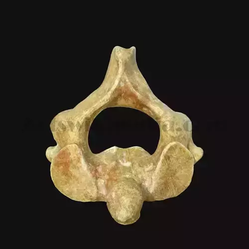 3D Axis Vertebra model