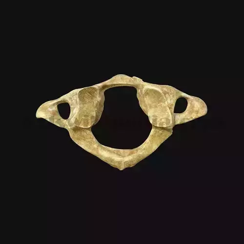 3D Atlas Vertebra Model
