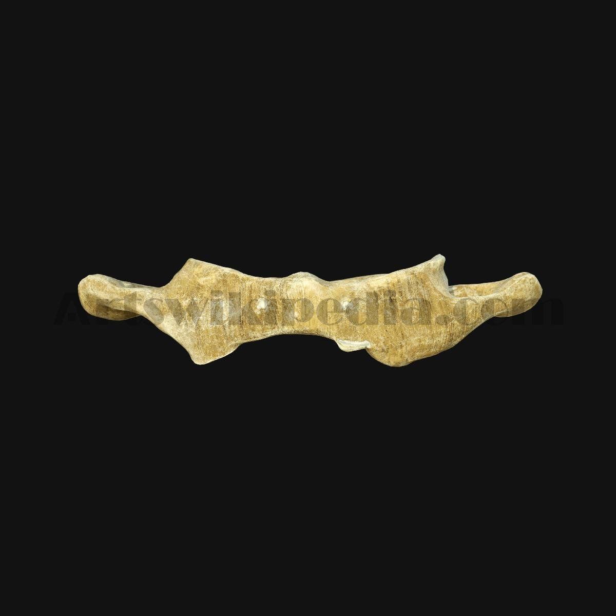 3D Atlas Bone 3D model_6