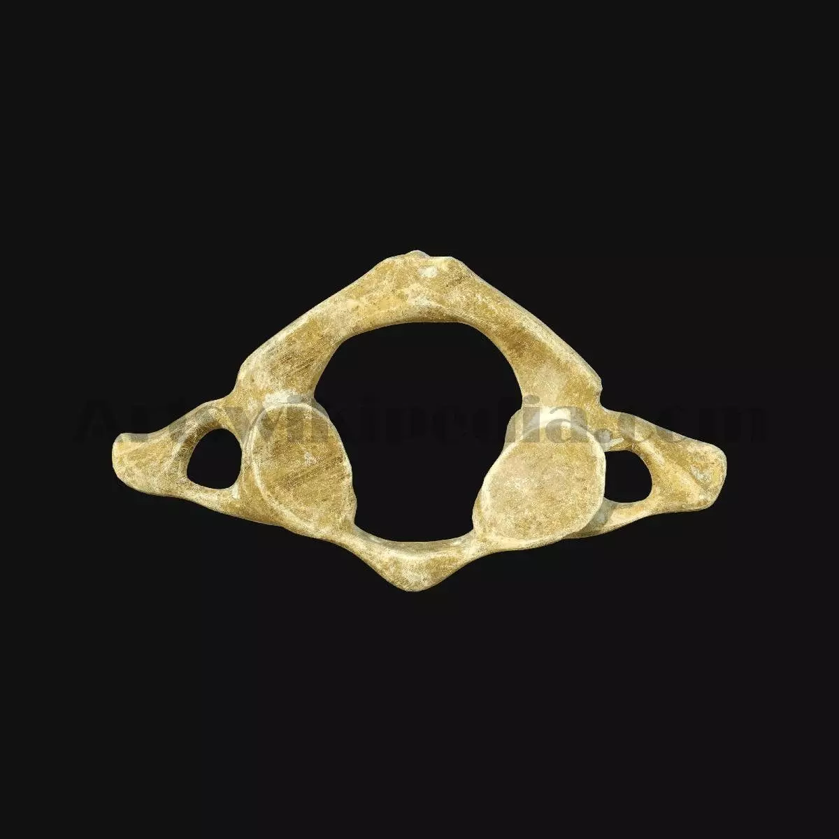 3D Atlas Bone 3D model_0