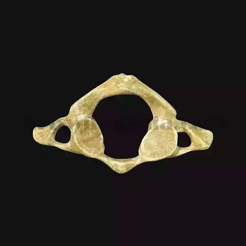 3D Atlas Bone 3D model