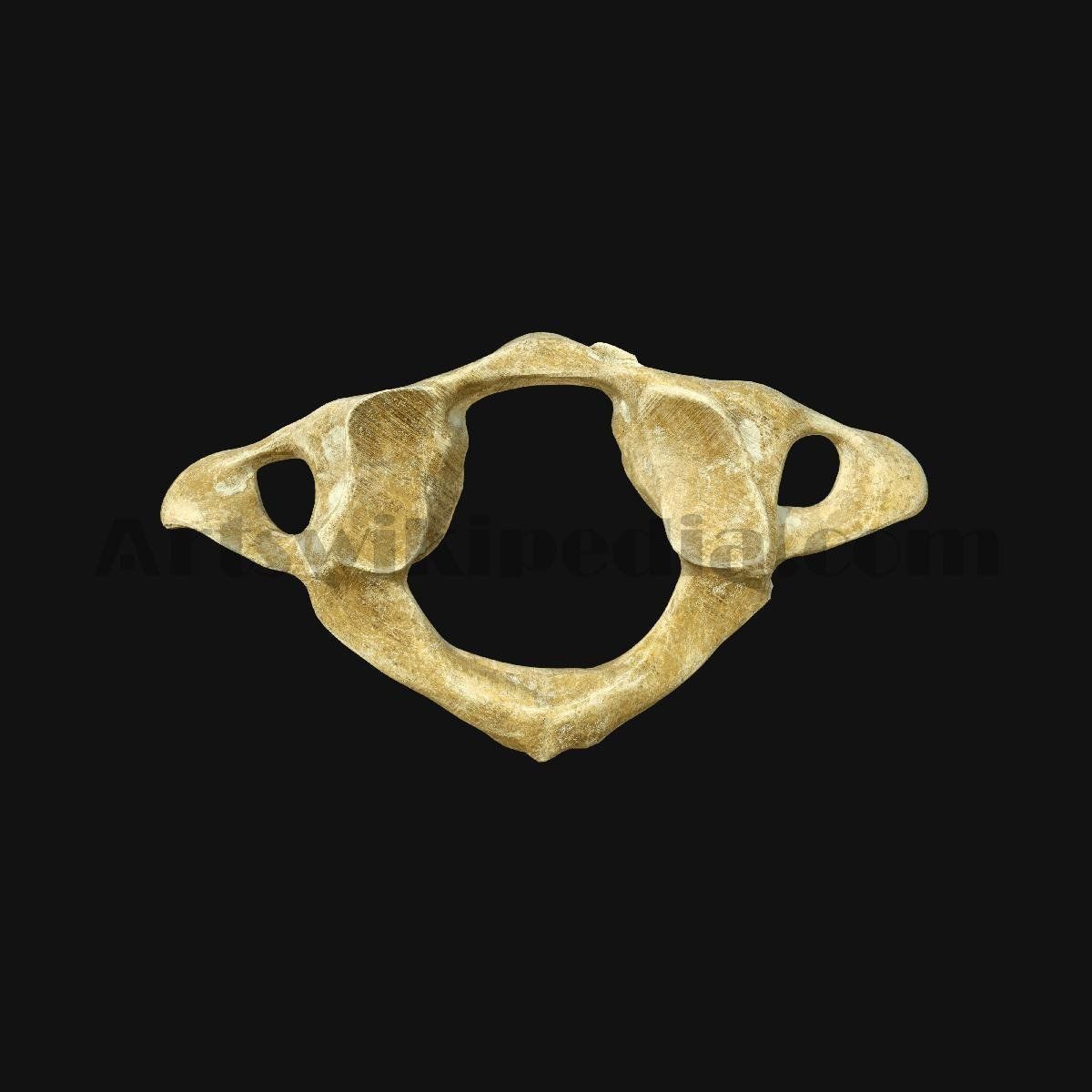 3D Atlas Bone 3D model_4