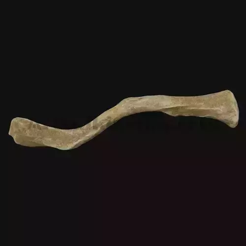 3D clavicle bone