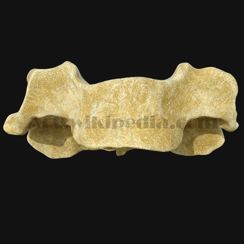 3D cervical Vertebrae 3D model_3