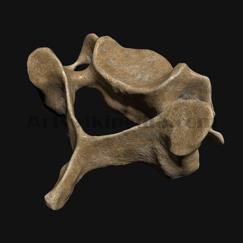 3D cervical Vertebrae 3D model_8