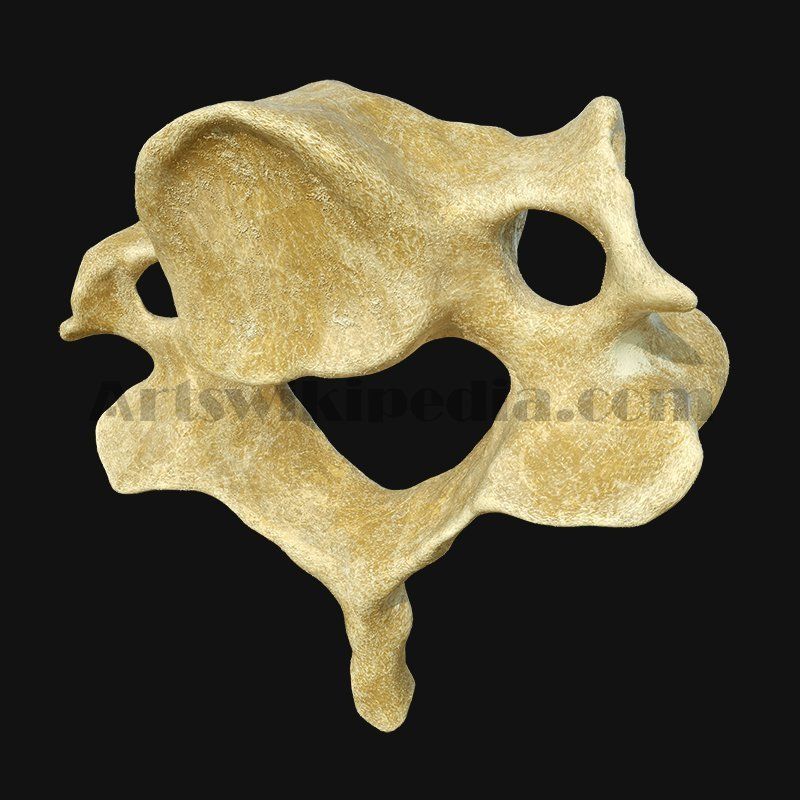 3D cervical Vertebrae 3D model_4