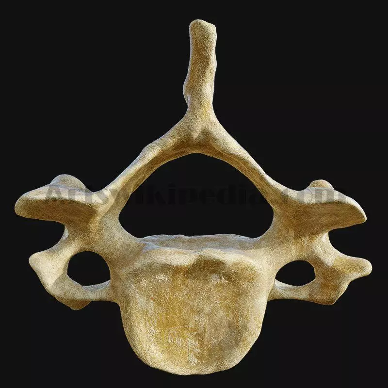 3D cervical Vertebrae 3D model_0