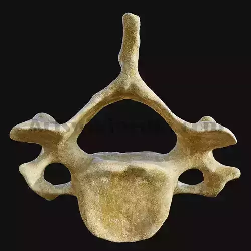 3D cervical Vertebrae 3D model