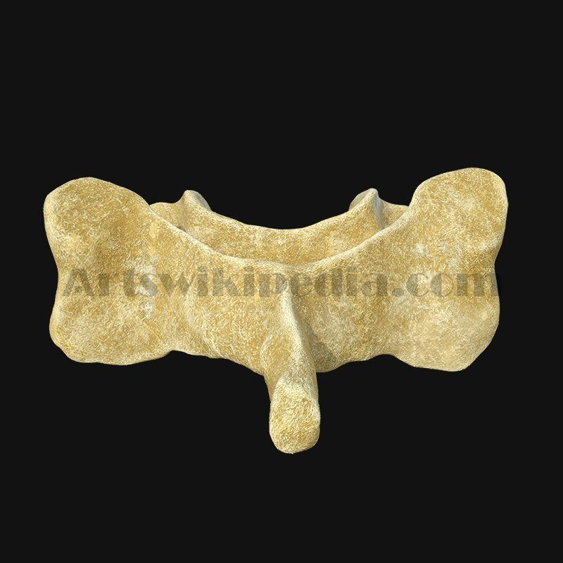 3D cervical Vertebrae 3D model_7