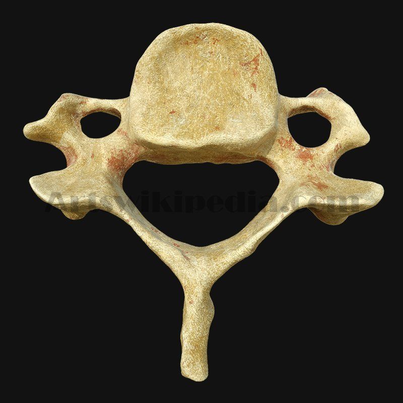 C3 Cervical  Vertebrae 3D model_3