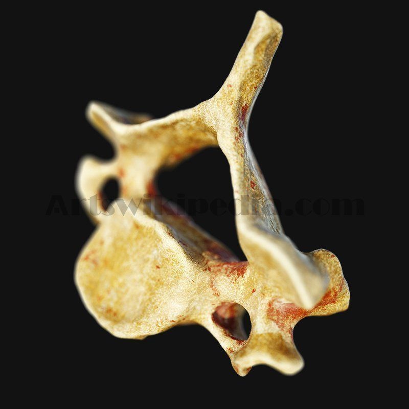 C3 Cervical  Vertebrae 3D model_6