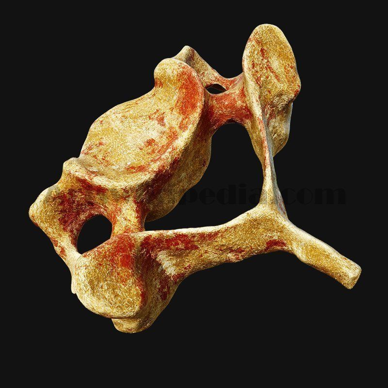 C3 Cervical  Vertebrae 3D model_8