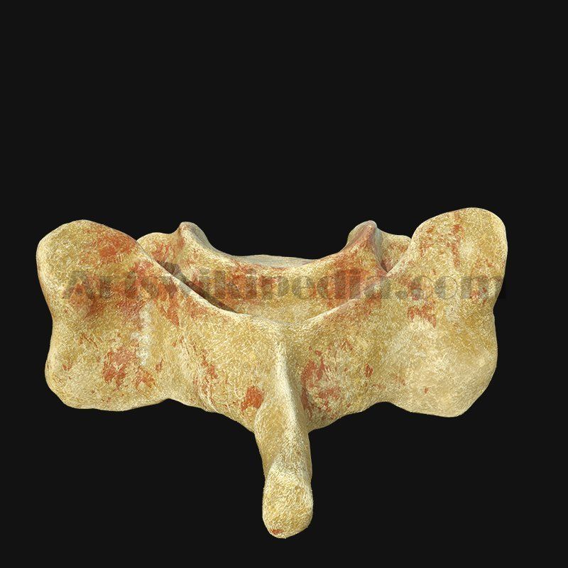 C3 Cervical  Vertebrae 3D model_4