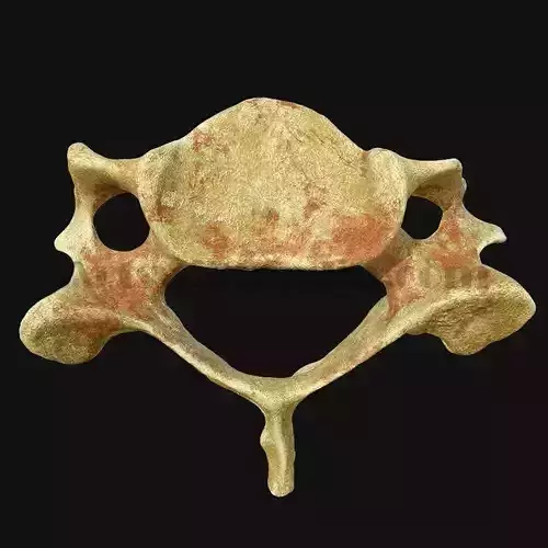 C3 Cervical  Vertebrae 3D model