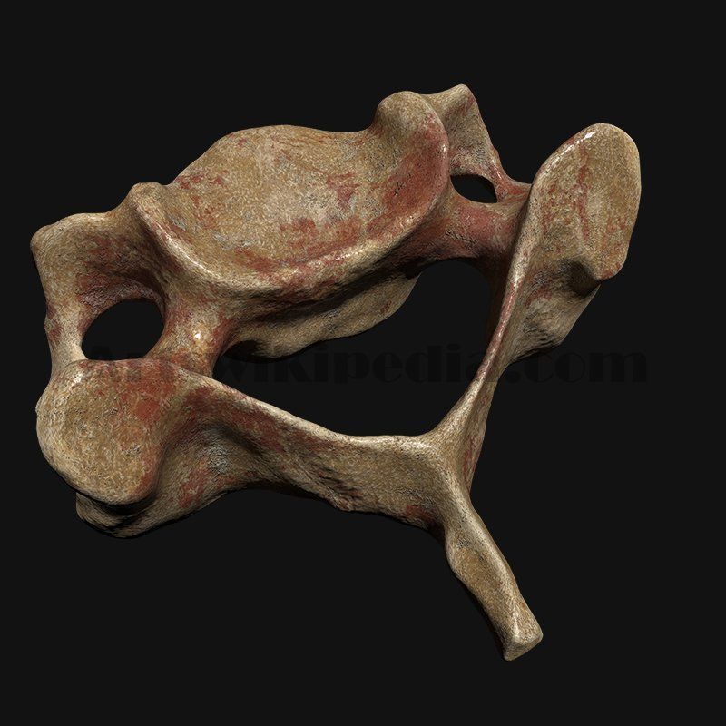 C3 Cervical  Vertebrae 3D model_7