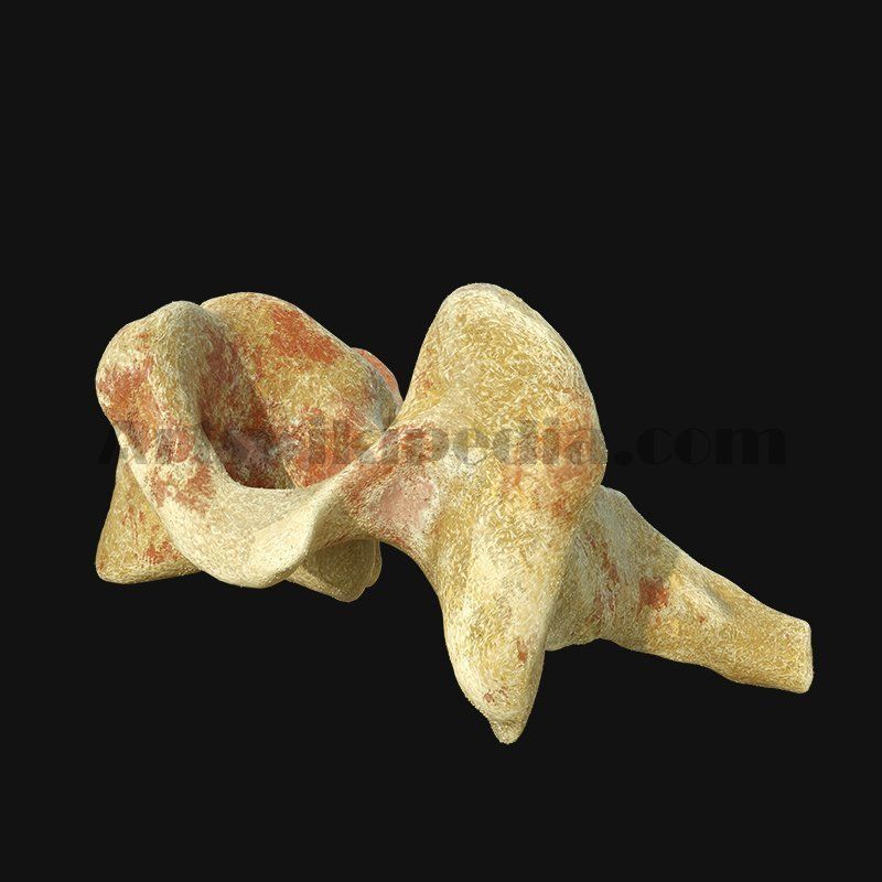 C3 Cervical  Vertebrae 3D model_5
