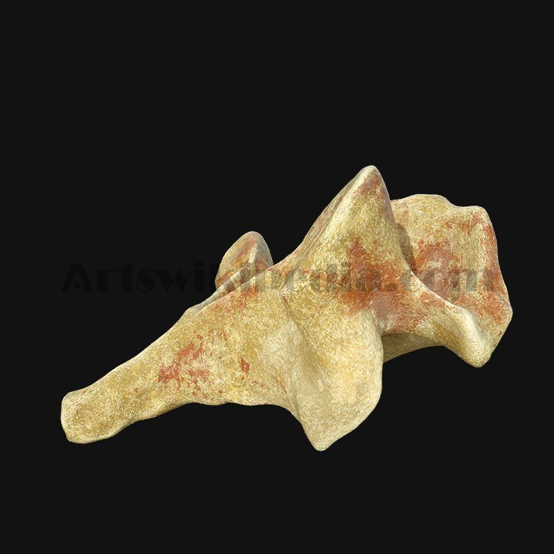 C3 Cervical  Vertebrae 3D model_1