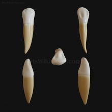 3D Permanent Mandibular Canine 3D model_1