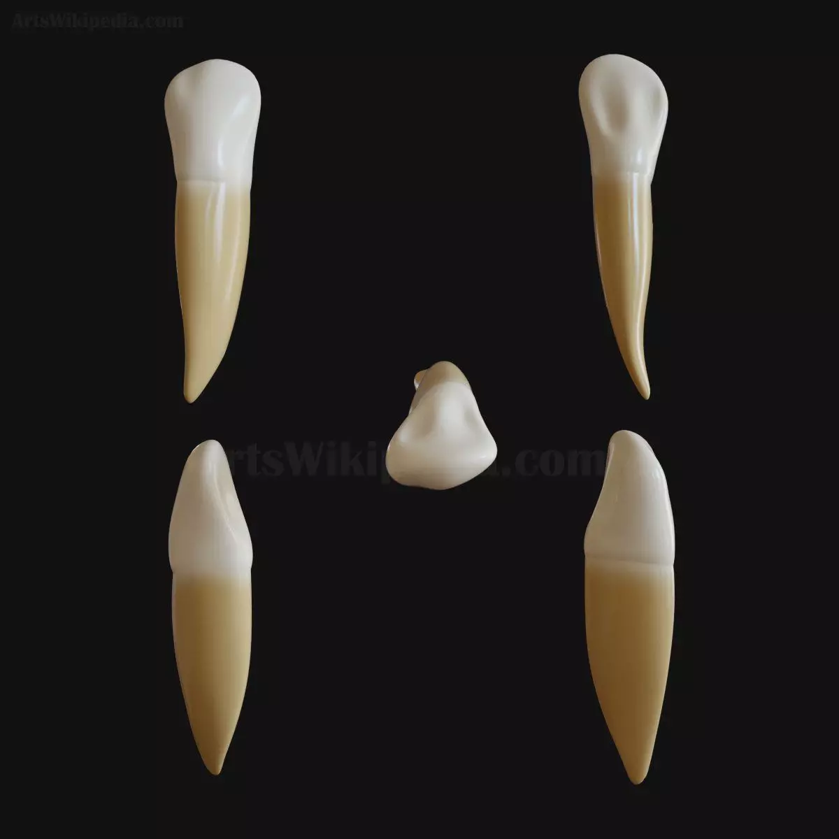 3D Permanent Mandibular Canine 3D model_0