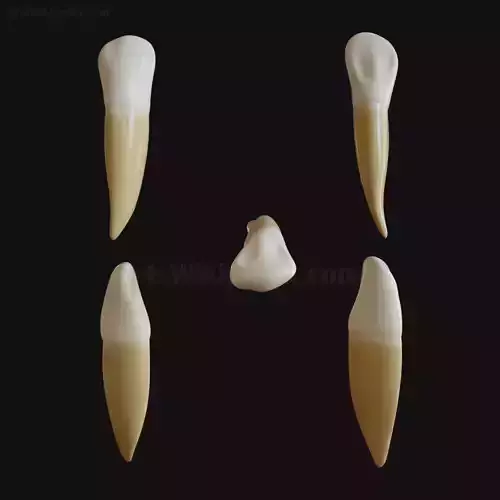 3D Permanent  Mandibular Canine 3D model