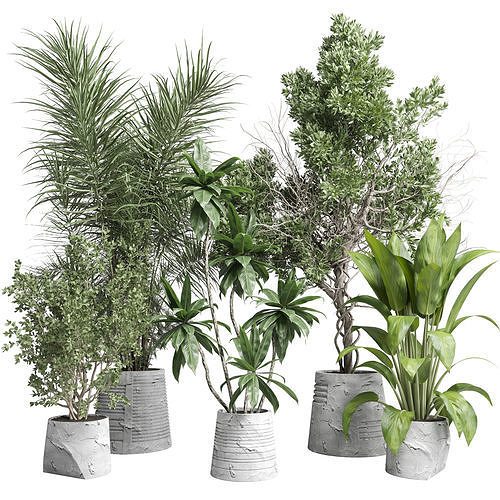 Indoor plant 461 concrete dirt vase plant palm fiucs tree pot 3D model