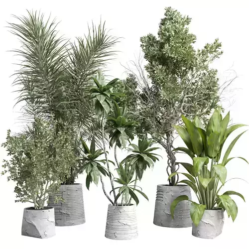 Indoor plant 461 concrete dirt vase plant palm fiucs tree pot
