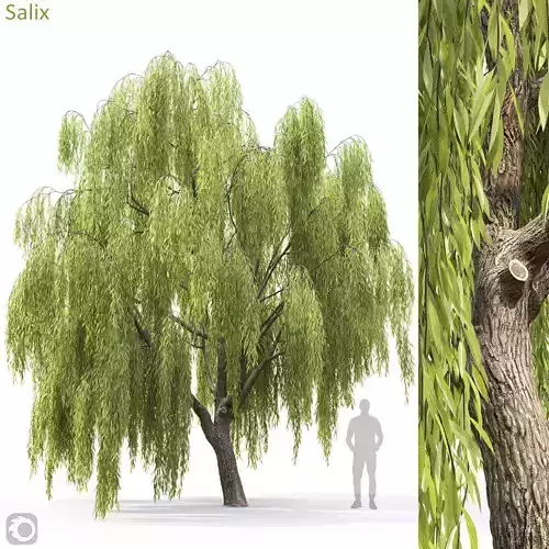 Salix 3D model