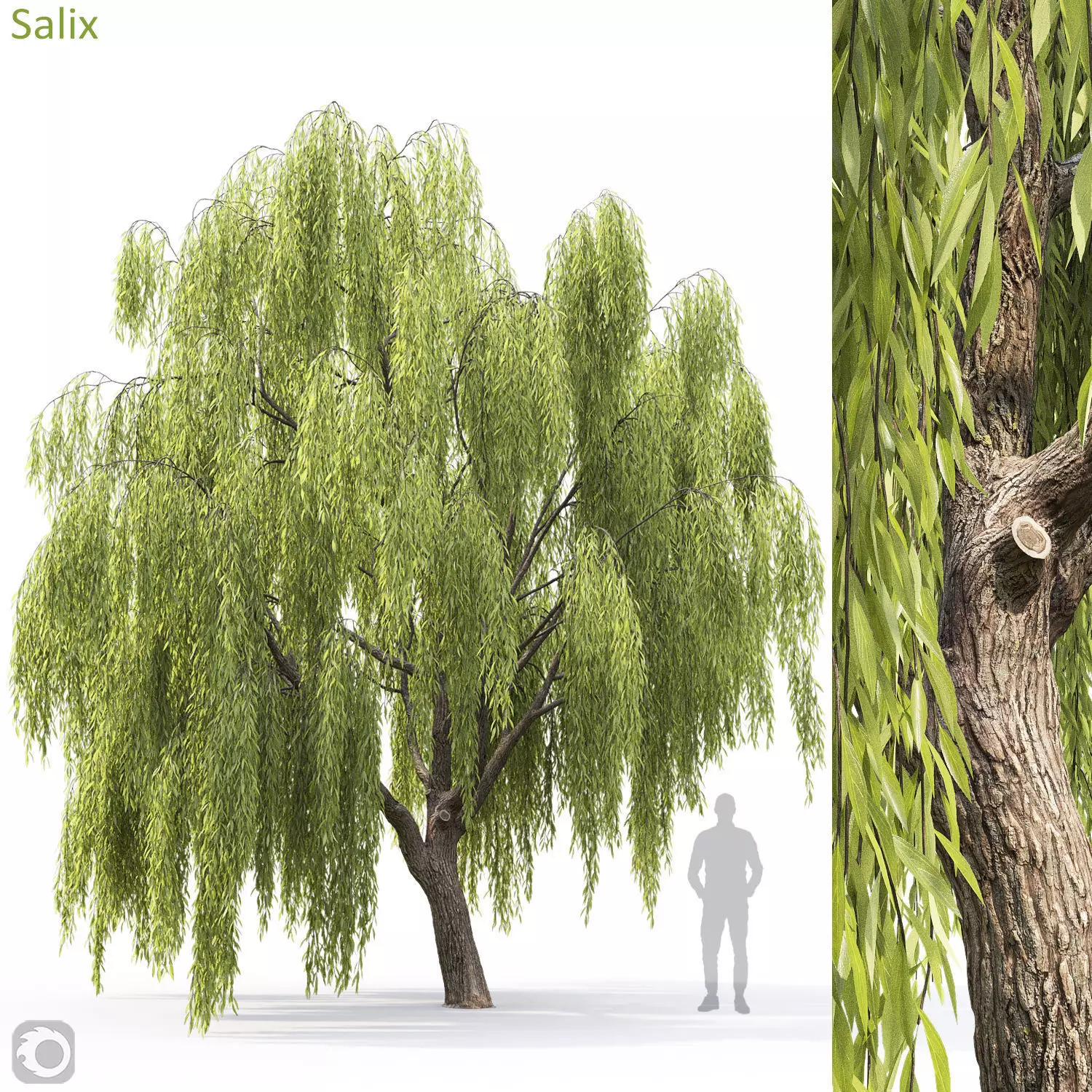 Salix 3D model_0