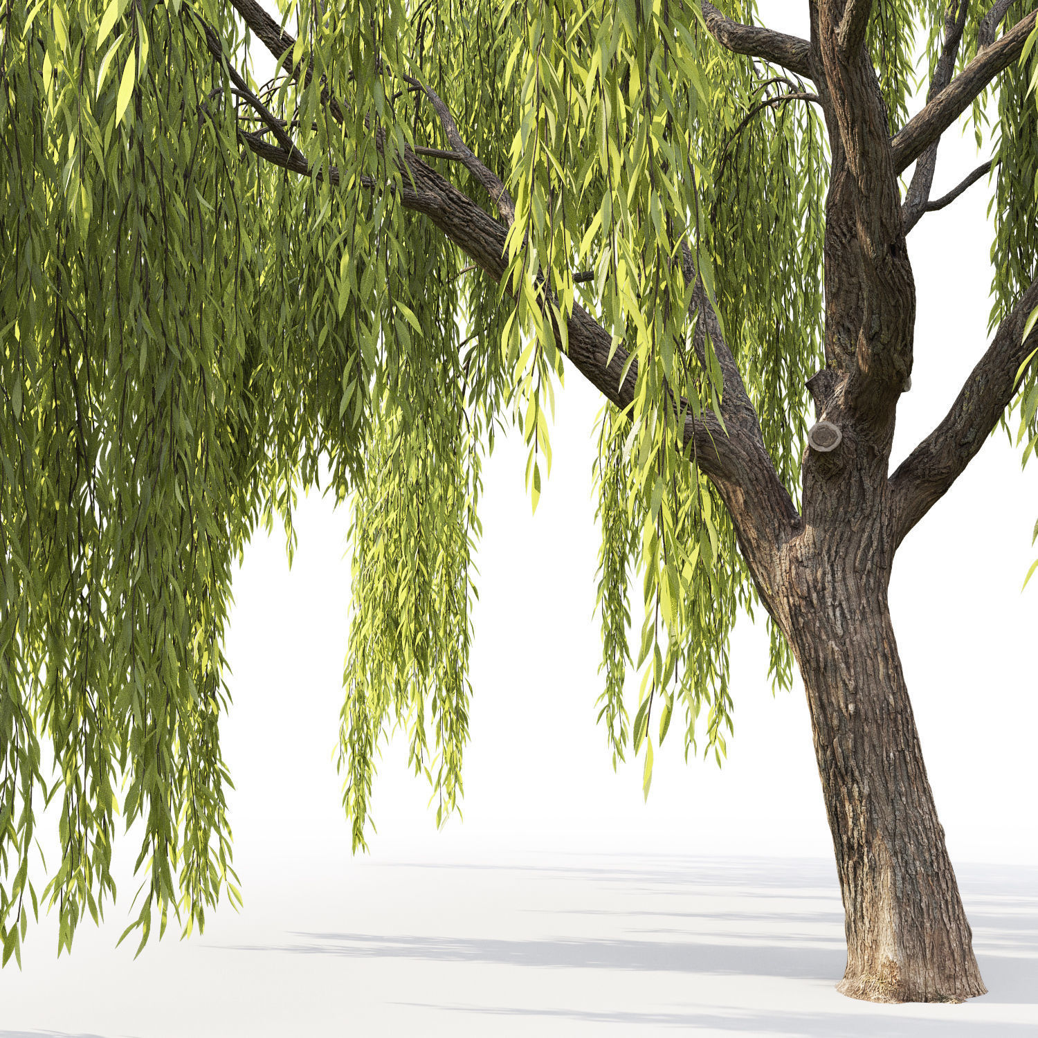Salix 3D model_1
