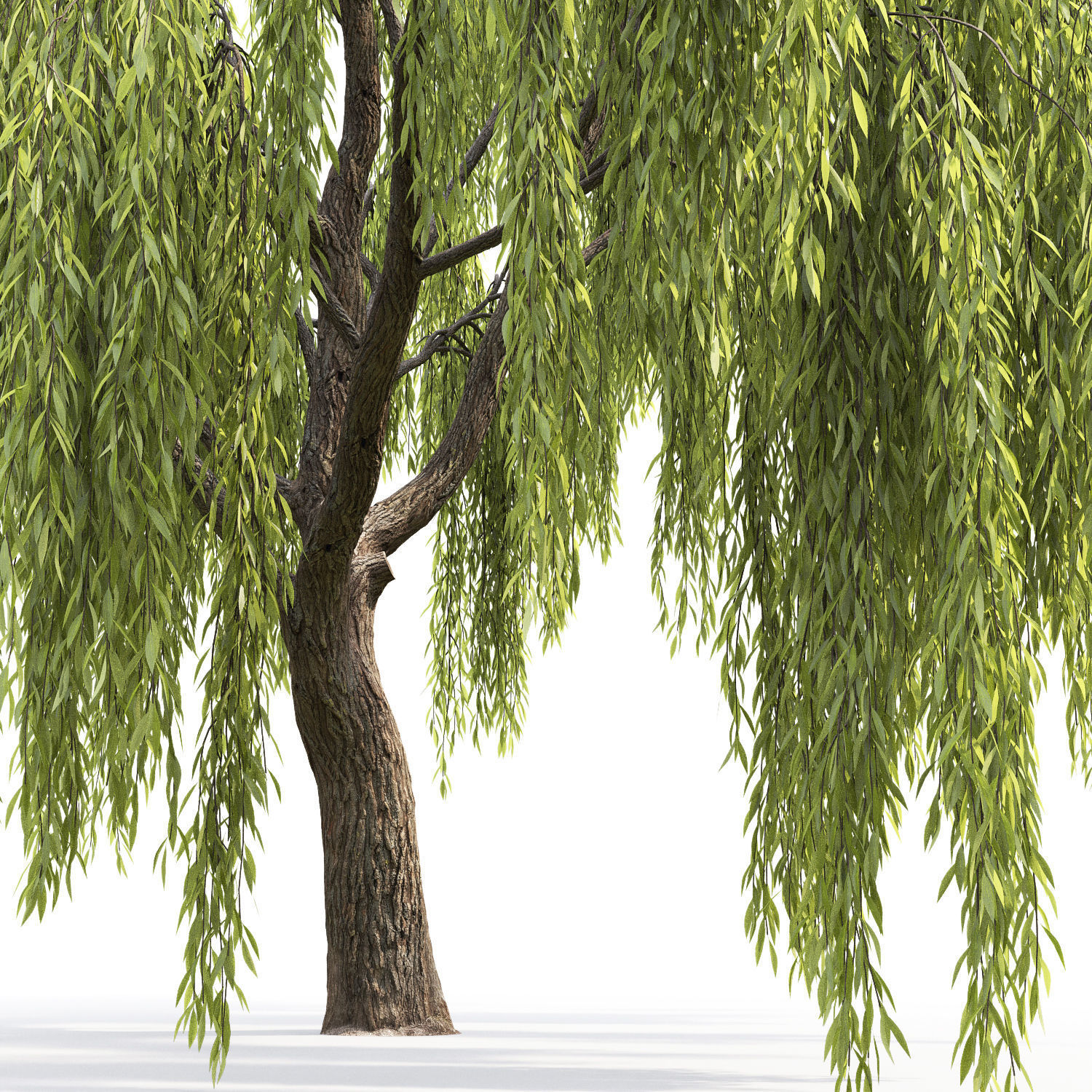 Salix 3D model_6