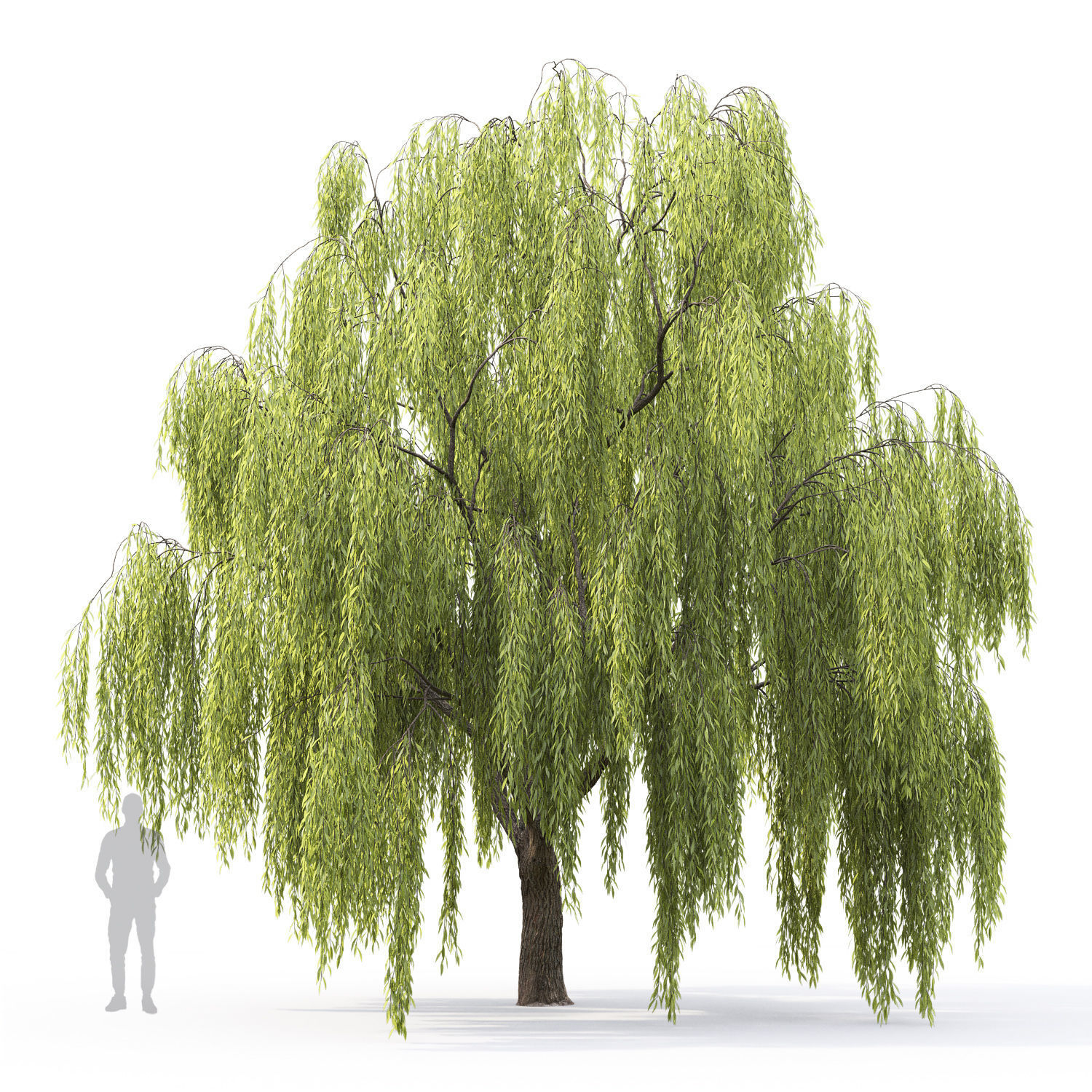 Salix 3D model_3