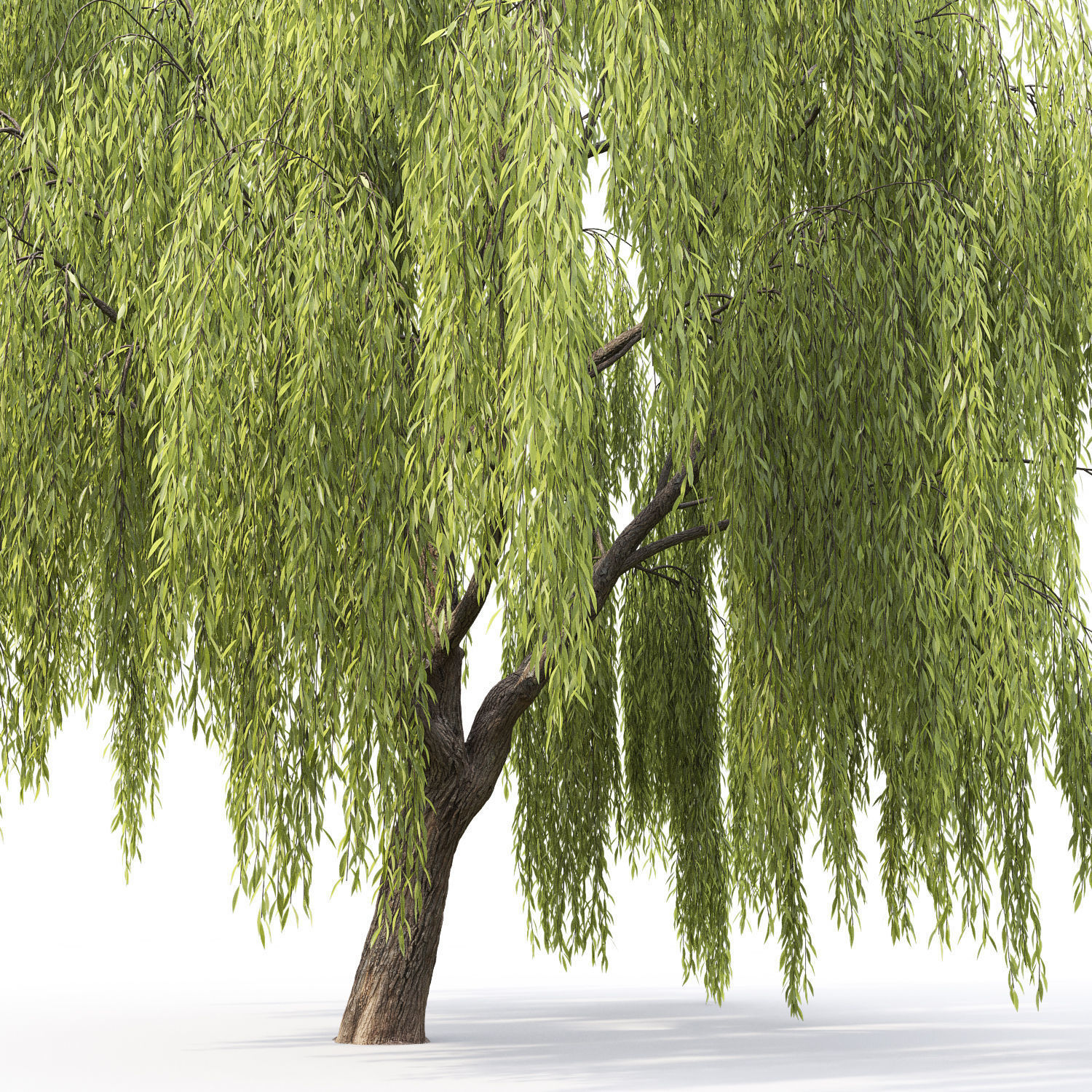 Salix 3D model_5