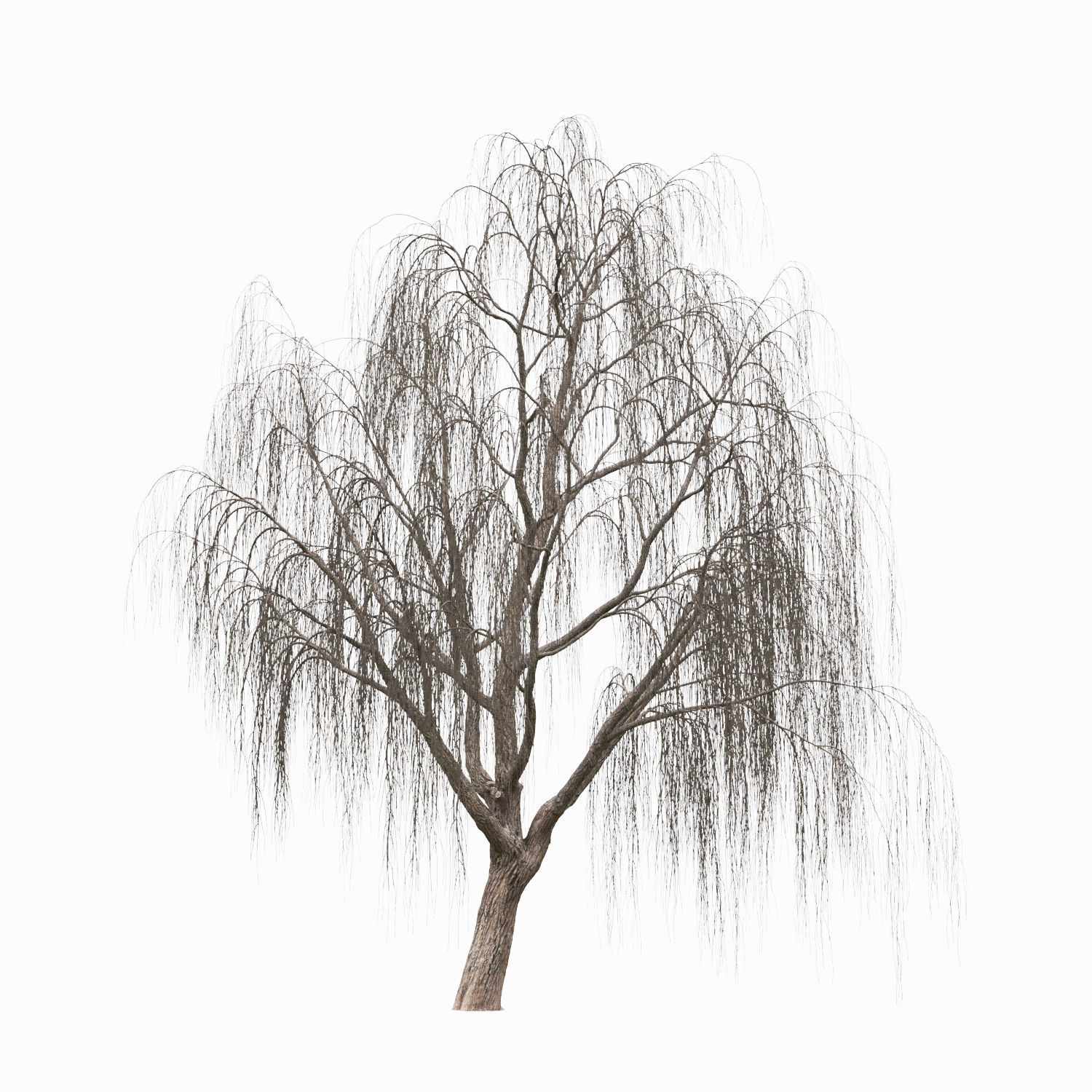 Salix 3D model_8