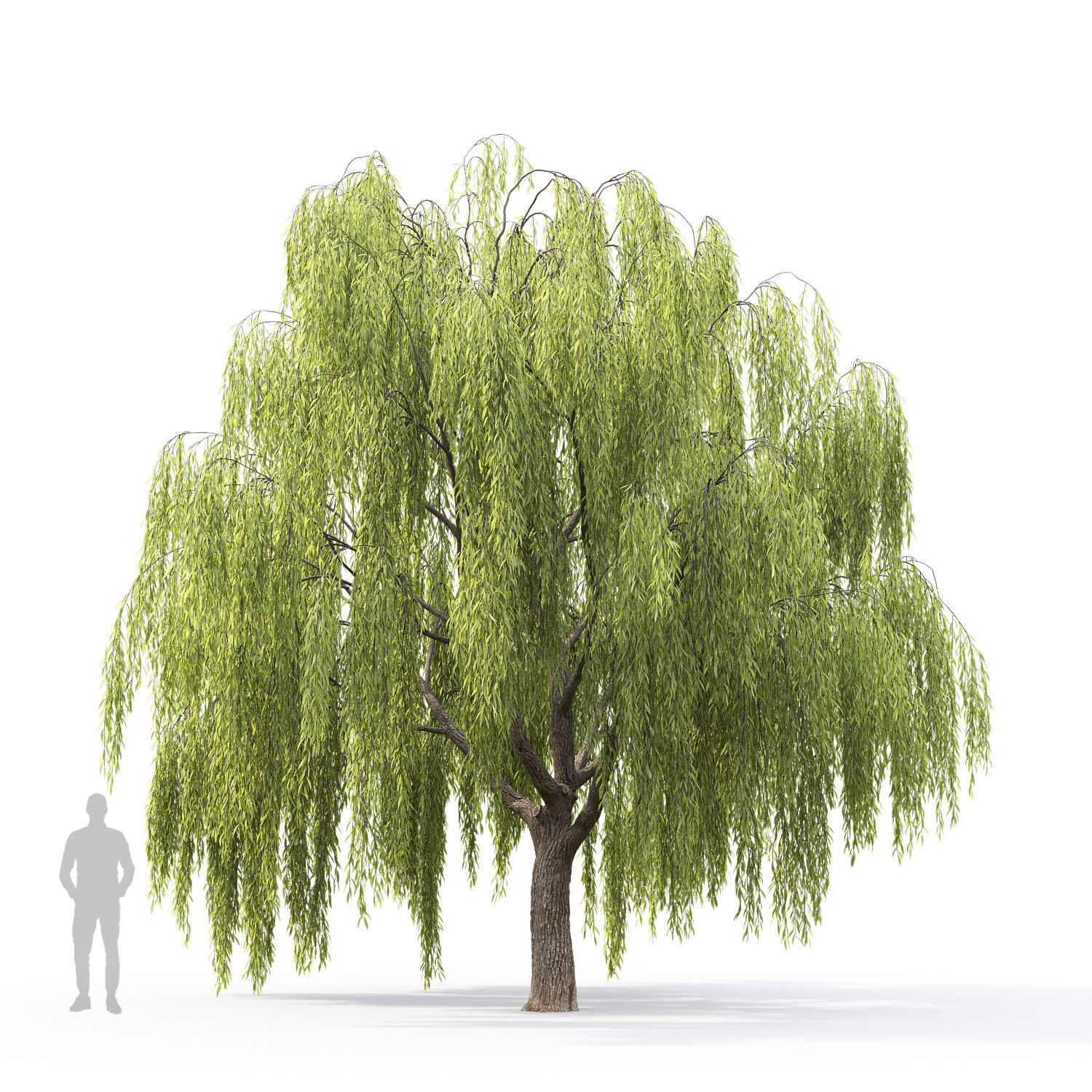 Salix 3D model_4