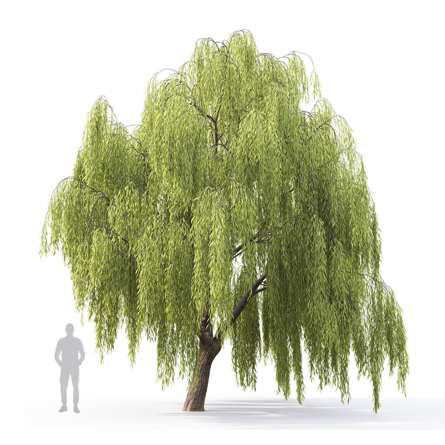 Salix 3D model_2