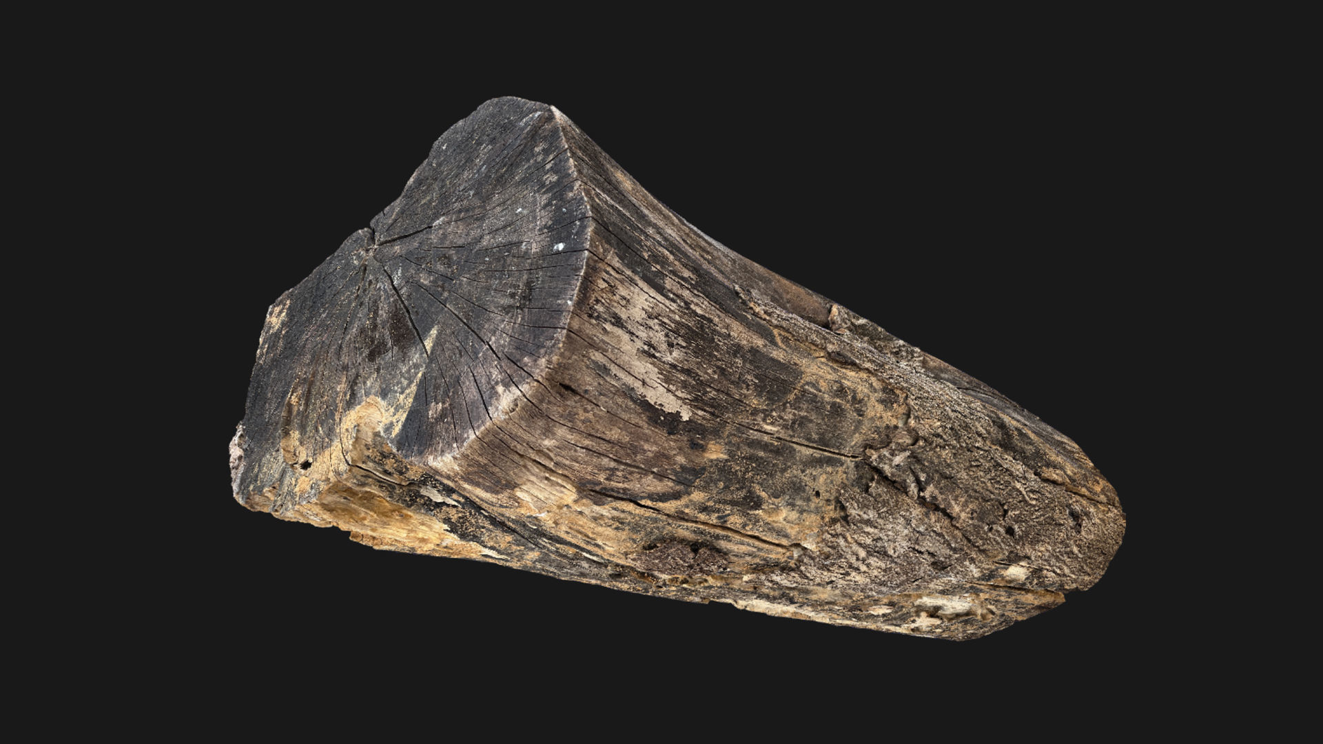 A withered piece of wood 3d scan in highpoly 3D model_25