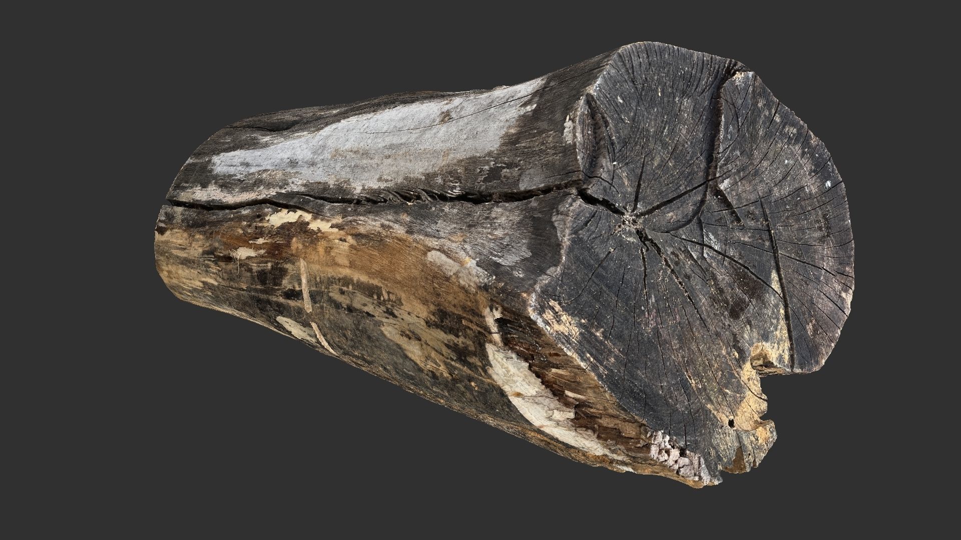 A withered piece of wood 3d scan in highpoly 3D model_10